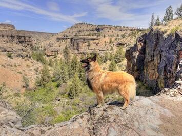 GrizWhychusCanyon64.jpg GrizWhychusCanyon64.jpg