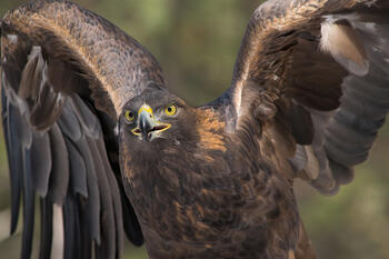 aquila-chrysaetos_jon-nelson.jpg aquila-chrysaetos_jon-nelson.jpg