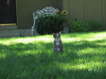 cat on a lawn.jpg cat on a lawn.jpg
