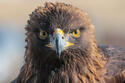 golden-eagle-Nova.jpg